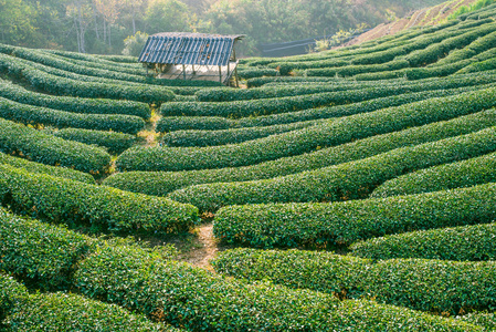 绿色茶园山