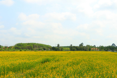 田野景观黄色田野