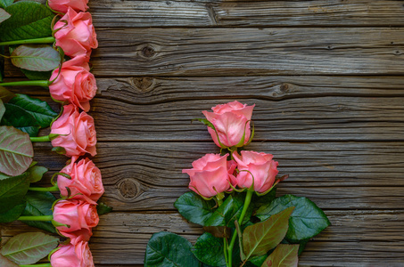 美丽的鲜粉红色玫瑰侧边框图片