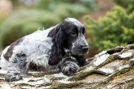 英国可卡犬的小狗