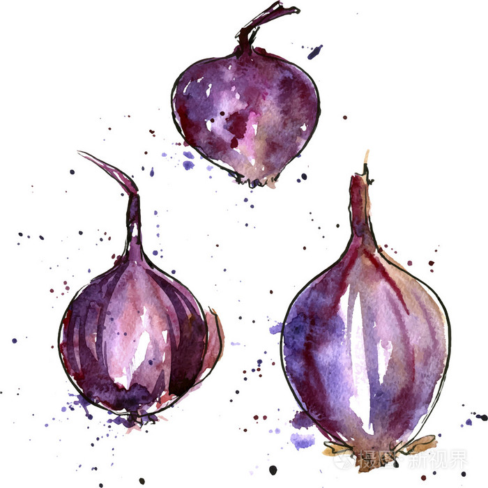 矢量水彩紫色洋葱