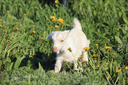 在一片草地上 goatling