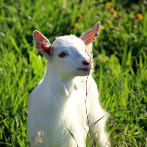 在一片草地上 goatling