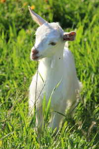 在一片草地上 goatling