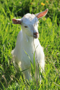 在一片草地上 goatling