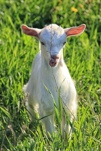 在一片草地上 goatling