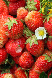 草莓和 tutsan