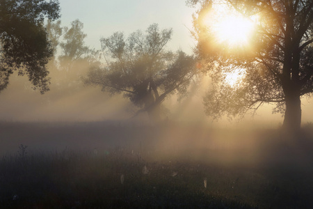 阳光穿过树林在雾中照片