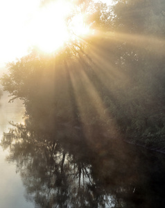 阳光穿过树林在雾中图片