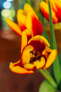新鲜的郁金香特写微距拍摄的花束