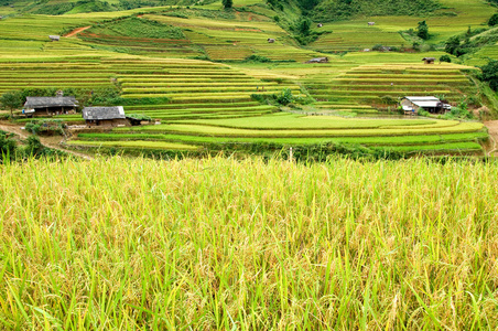 稻田上的梯田的木仓柴，Yenbai，越南。稻田准备在西北 Vietnam.Vietnam 风景收获