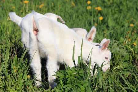 在一片草地上 goatling