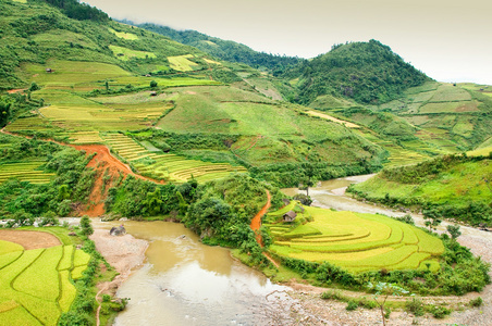 稻田上的梯田的木仓柴，Yenbai，越南。稻田准备在西北 Vietnam.Vietnam 风景收获