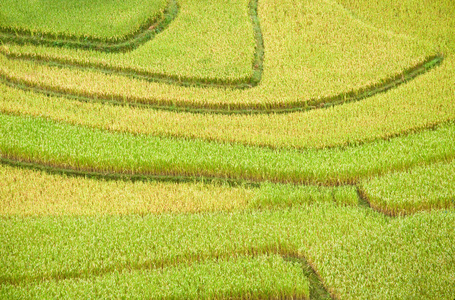 稻田上的梯田的木仓柴，Yenbai，越南。稻田准备在西北 Vietnam.Vietnam 风景收获