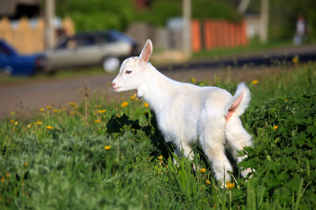 在一片草地上 goatling