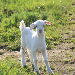 在一片草地上 goatling