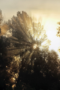 初升的太阳霞光穿过树林图片