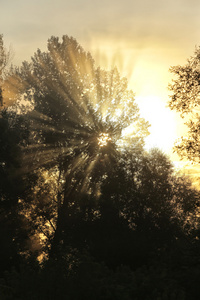初升的太阳霞光穿过树林