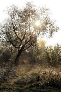 初升的太阳霞光穿过树林图片