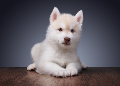 西伯利亚雪橇犬小狗