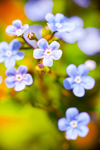 美丽的蓝色的花