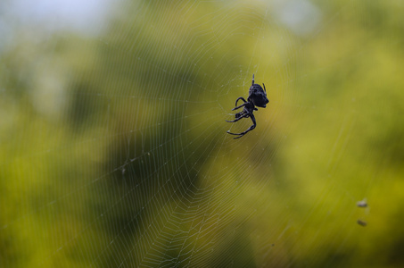 在 web 上等待的大蜘蛛