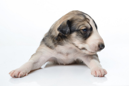 可爱的俄罗斯猎狼幼犬