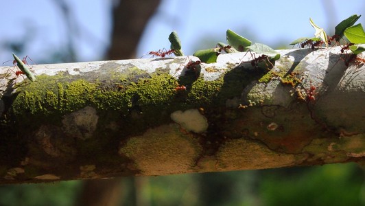 携带树叶的巨型红蚂蚁照片