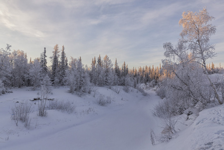 美丽的冬天景观。冬季森林