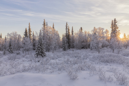 美丽的冬天景观。冬季森林