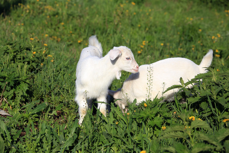 在一片草地上 goatling