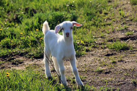 在一片草地上 goatling