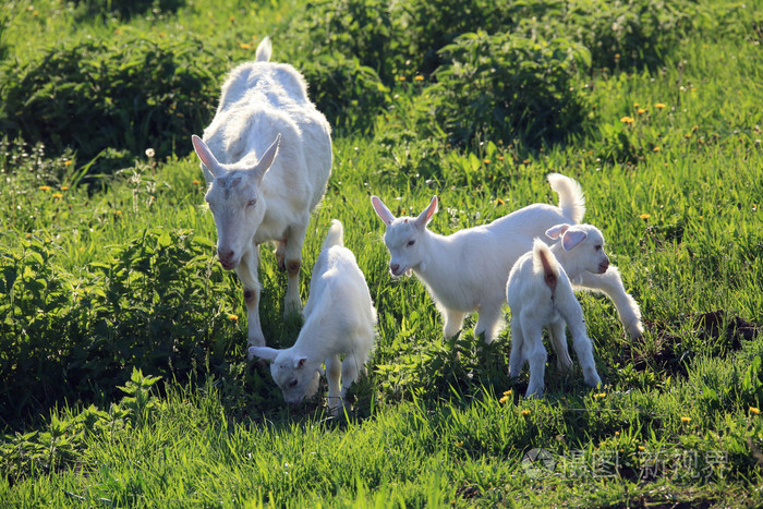 山羊与孩子们在草地上