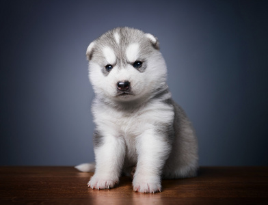 西伯利亚雪橇犬小狗