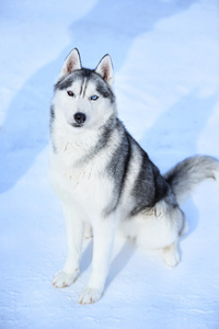 西伯利亚雪橇犬在雪上