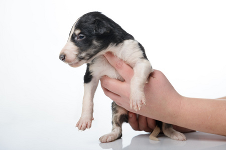 可爱的俄罗斯猎狼幼犬照片