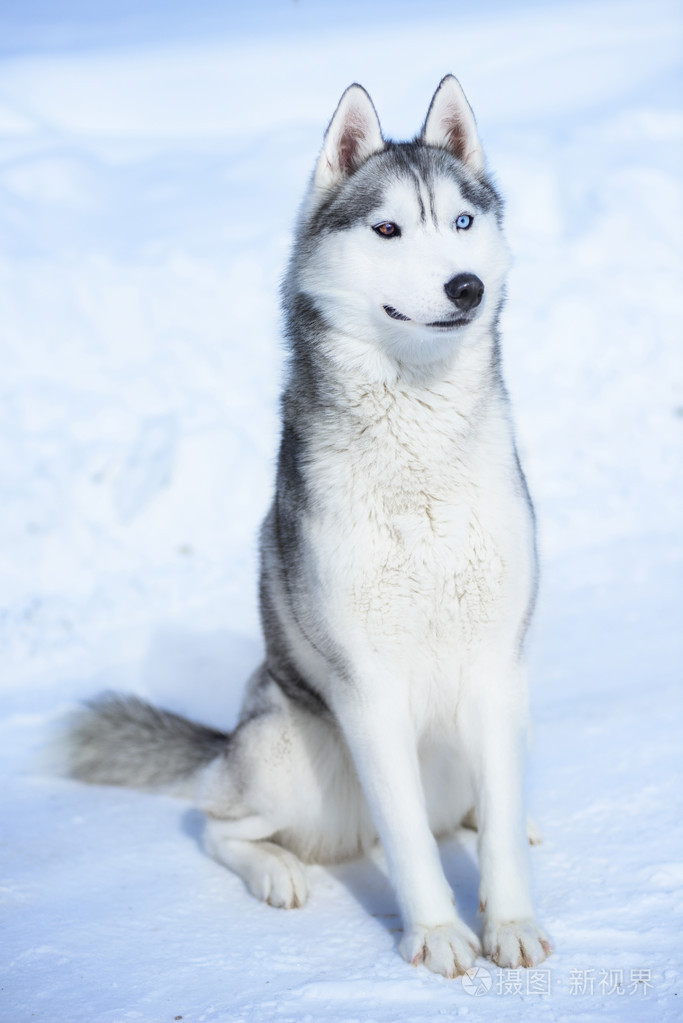 西伯利亚雪橇犬在雪上