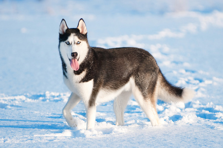 西伯利亚雪橇犬在雪上