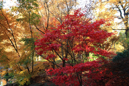 颜色秋天的树林