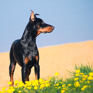 黑色杜宾犬