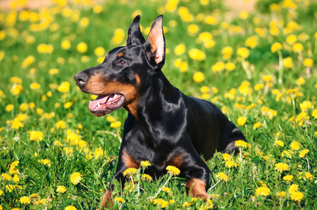 黑色杜宾犬图片