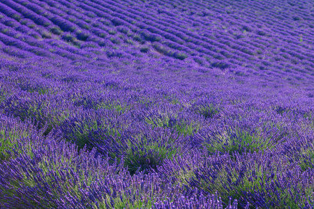 美丽的颜色，紫色附近 Valensole，普罗旺斯的薰衣草田