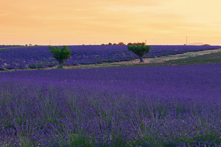 美丽的颜色，紫色附近 Valensole，普罗旺斯的薰衣草田