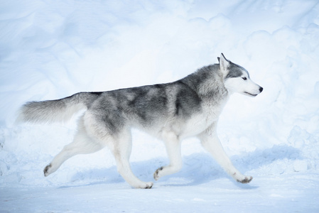 西伯利亚雪橇犬在雪上