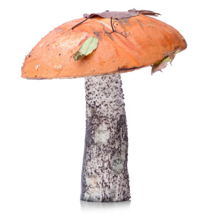 棕色盖牛肝菌蘑菇