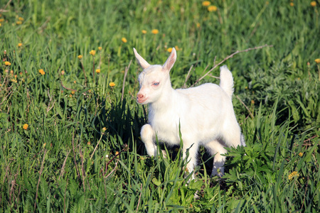 在一片草地上 goatling