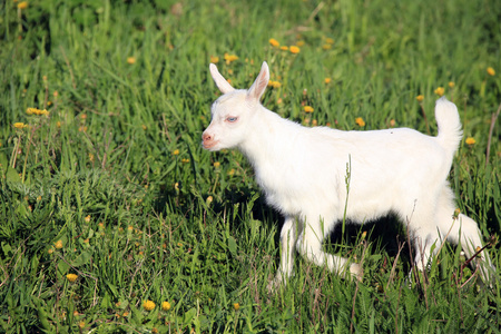 在一片草地上 goatling