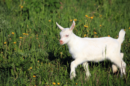 在一片草地上 goatling