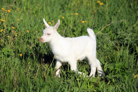 在一片草地上 goatling