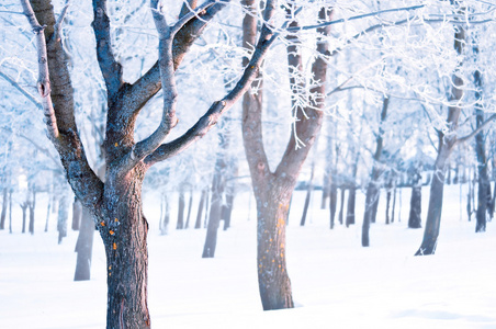 白雪皑皑的冬天风景